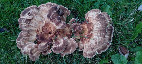 Meripilus giganteus