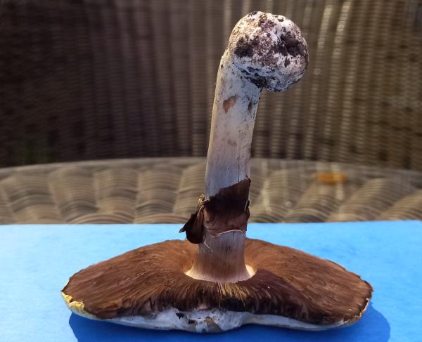 Agaricus xanthodermus