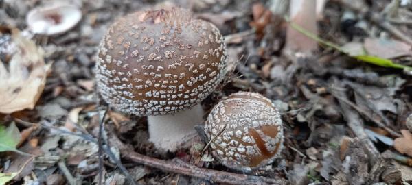Amanita pantherina