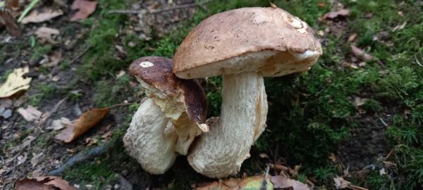 Leccinum scabrum