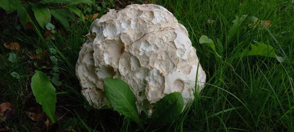 Calvatia gigantea