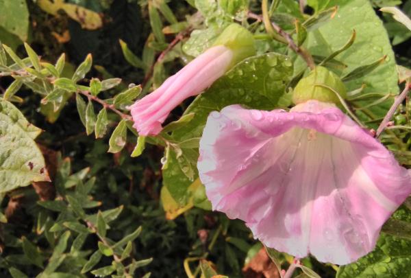 Calystegia pulchra