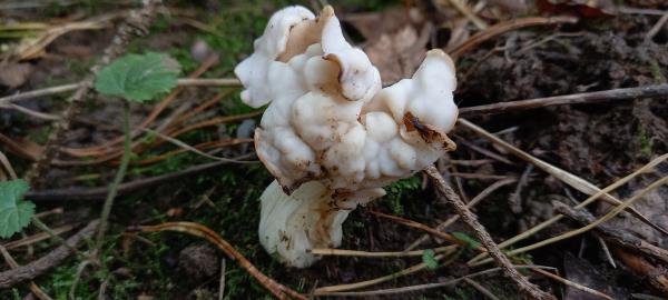 Helvella crispa