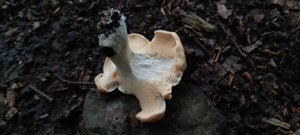 Hydnum repandum