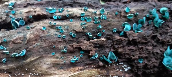 Chlorociboria aeruginascens