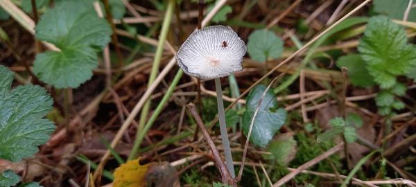 Parasola plicatilis