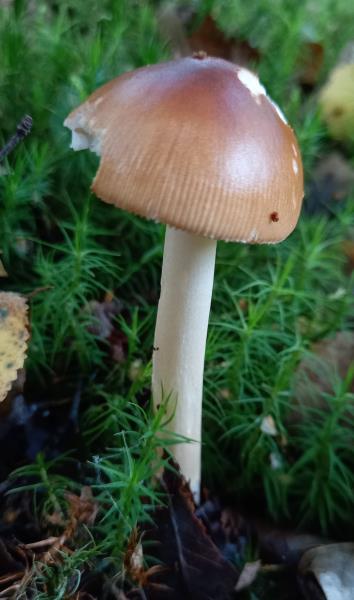 Amanita fulva