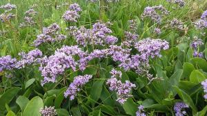 Common Sea-lavender