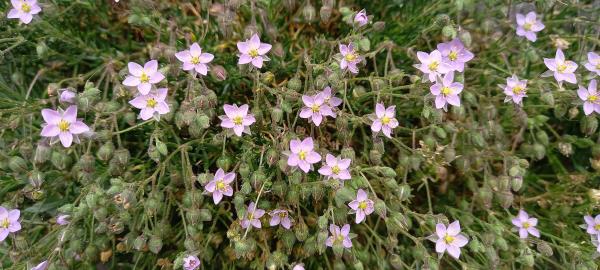 Spergularia rupicola