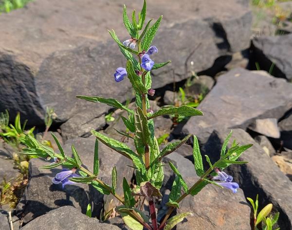 Scutellaria galericulata