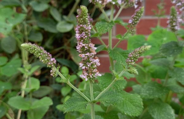 NParks  Mentha spicata