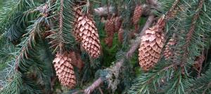 Norway Spruce