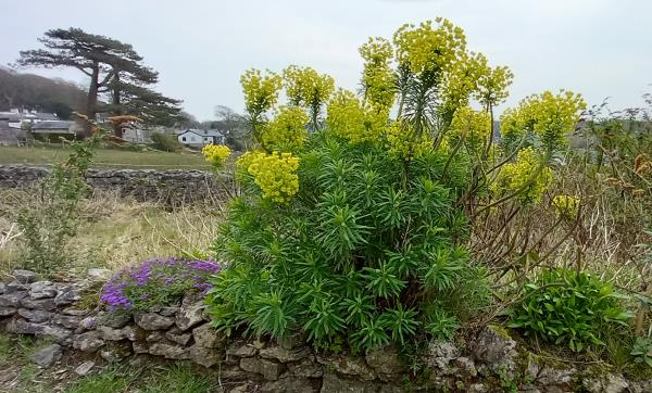 Euphorbia characias