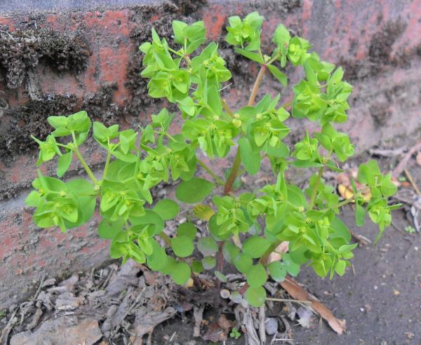 Euphorbia peplus