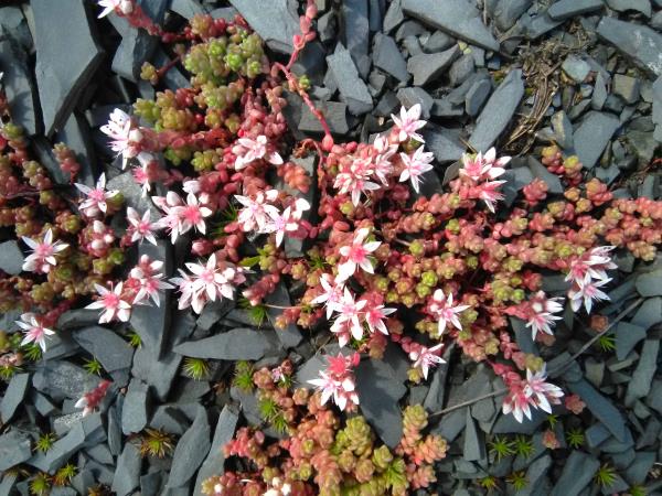 Sedum anglicum