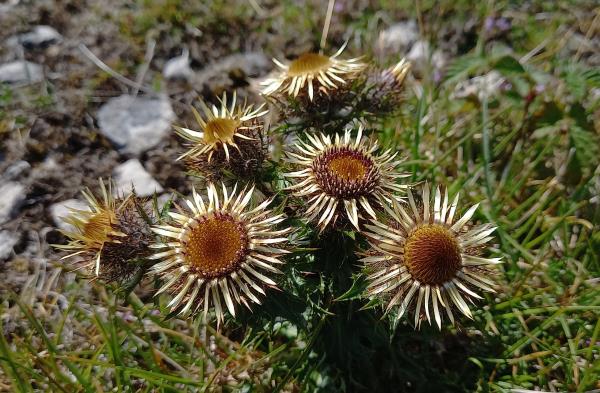 Carlina vulgaris