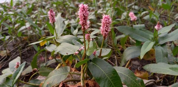 Persicaria amphibia