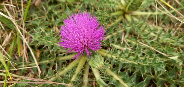 Cirsium acaule