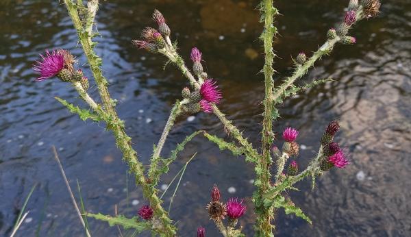 Cirsium palustre