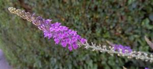Purple Toadflax
