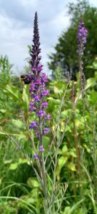 Purple Toadflax
