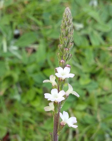 Verbena officinalis