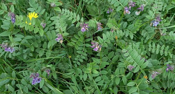 Vicia sepium