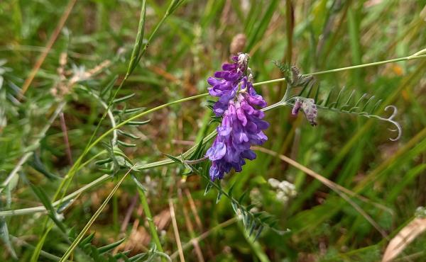 Vicia cracca