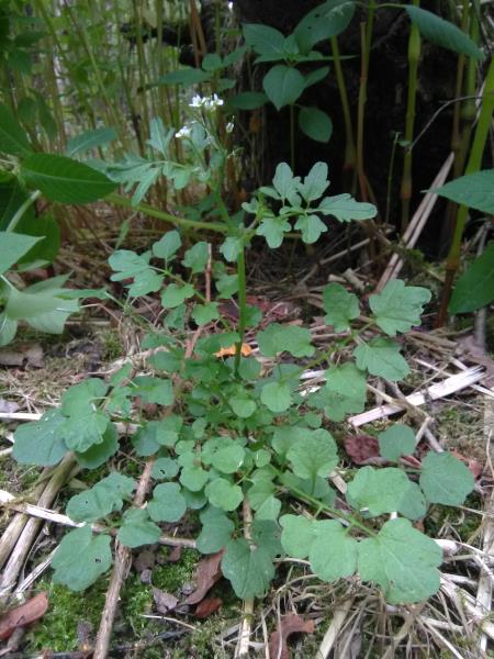 Cardamine hirsuta
