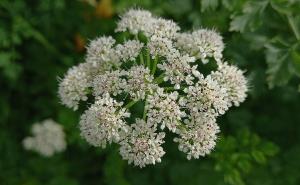 Hemlock Water Dropwort