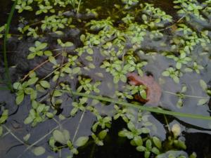 Common Water Starwort