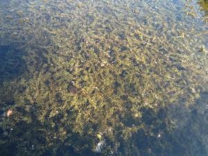 Canadian Waterweed