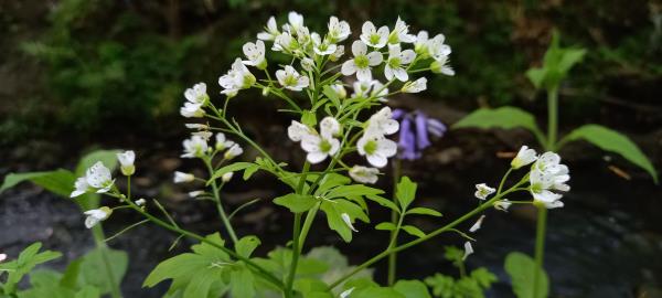 Cardamine amara