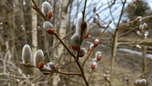 Grey Willow