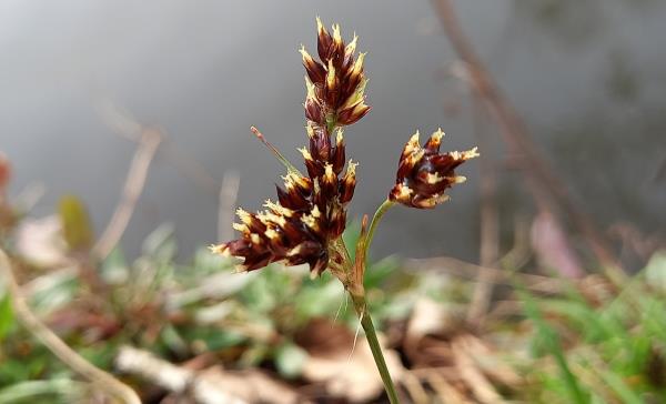 Luzula campestris