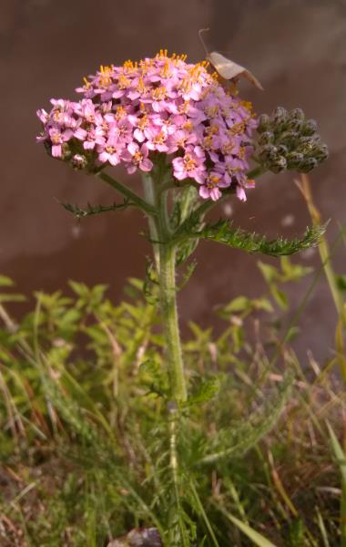 Achillea millefolium