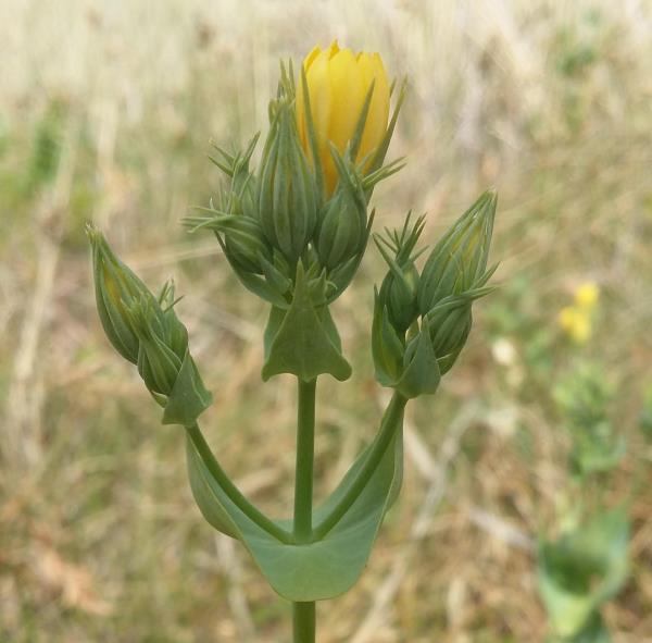 Blackstonia perfoliata