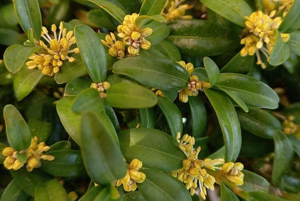 Buxus sempervirens