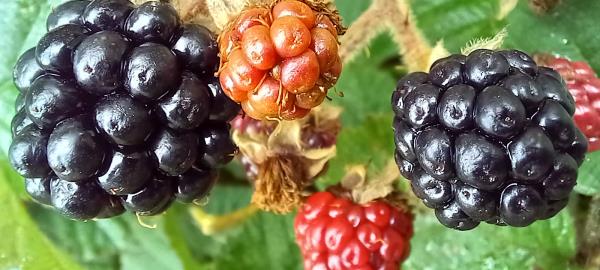 Bramble Plant Info: What Are The Characteristics Of Brambles