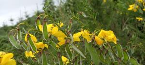 Common Broom
