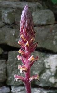 Ivy Broomrape