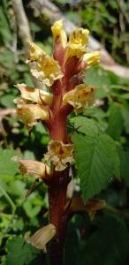 Ivy Broomrape