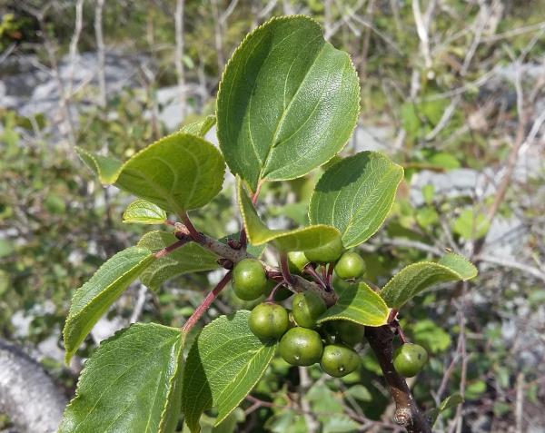 Rhamnus cathartica