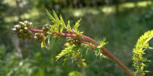 Salad Burnet