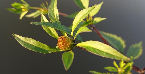 Bidens tripartita