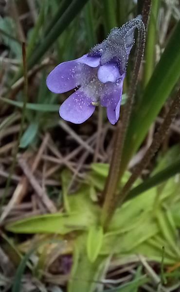 Pinguicula vulgaris