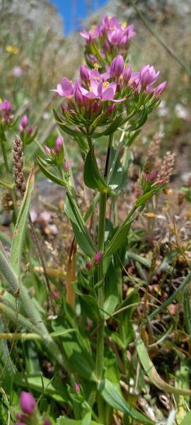 Centaurium erythraea