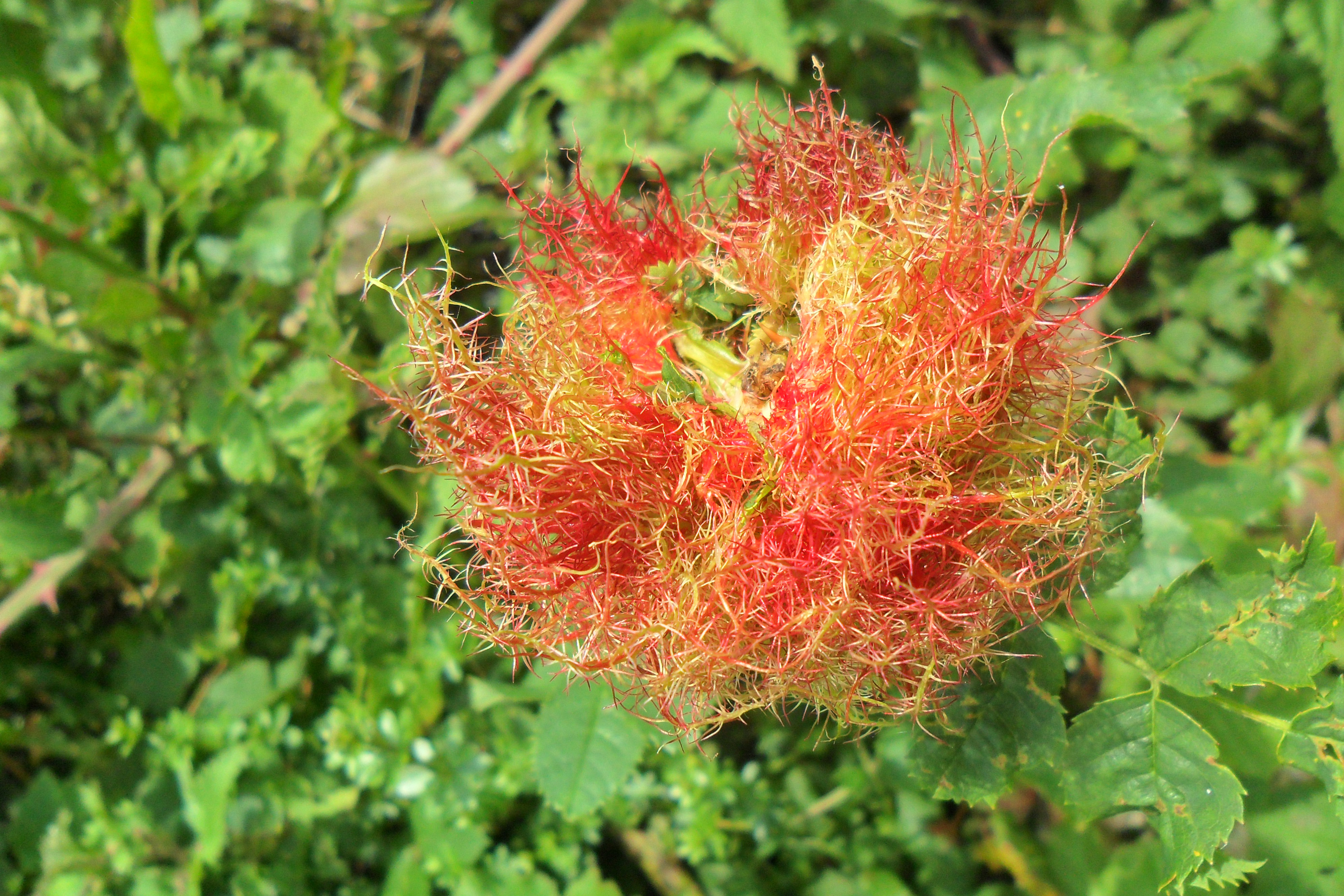 Robin's Pincushion Gall on Dog Rose