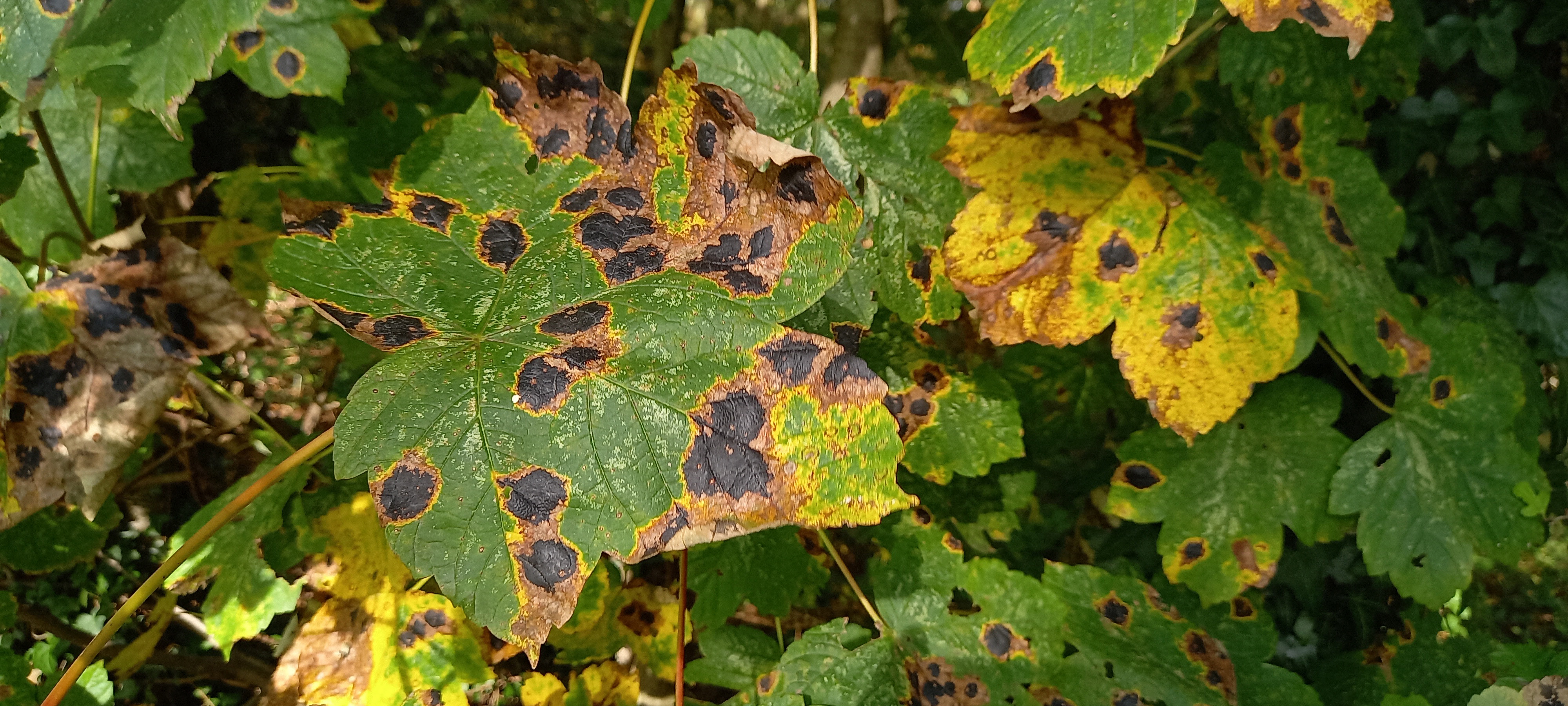 Tar Spot on Sycamore leaves